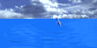 dolphin.gif